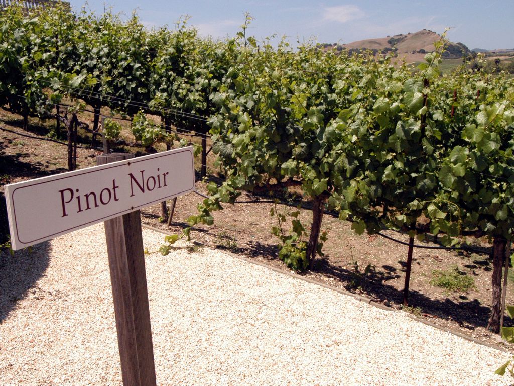 Pinot Noir vineyard with a sign