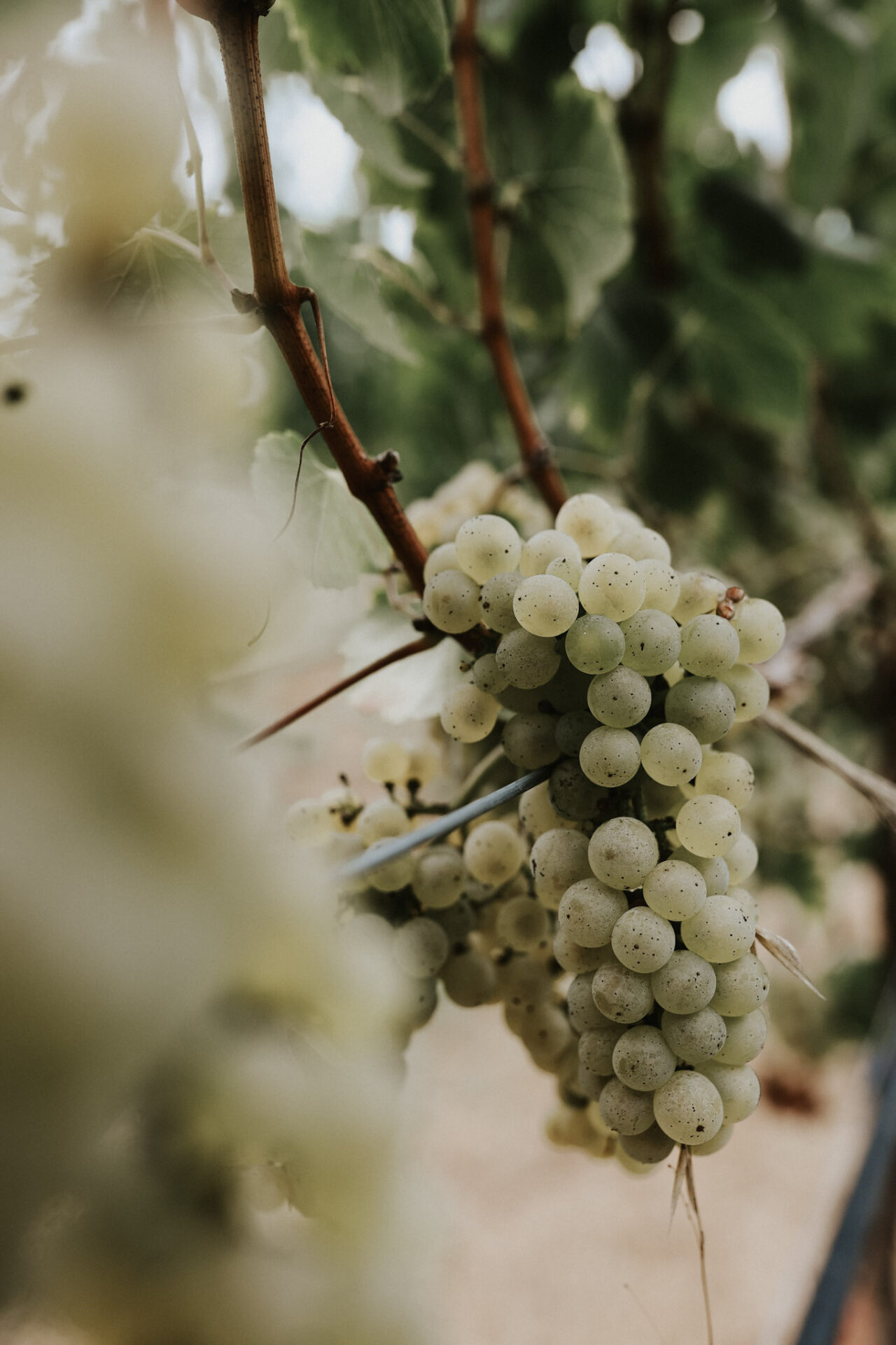 Chardonnay grapes on the vine