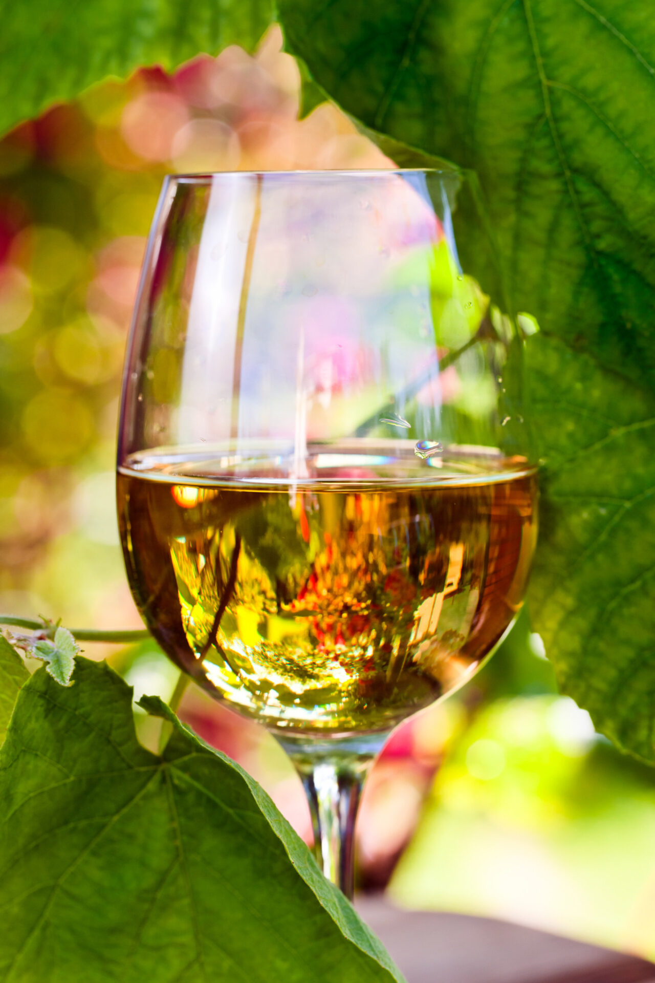 A glass of Chardonnay surrounded by vines