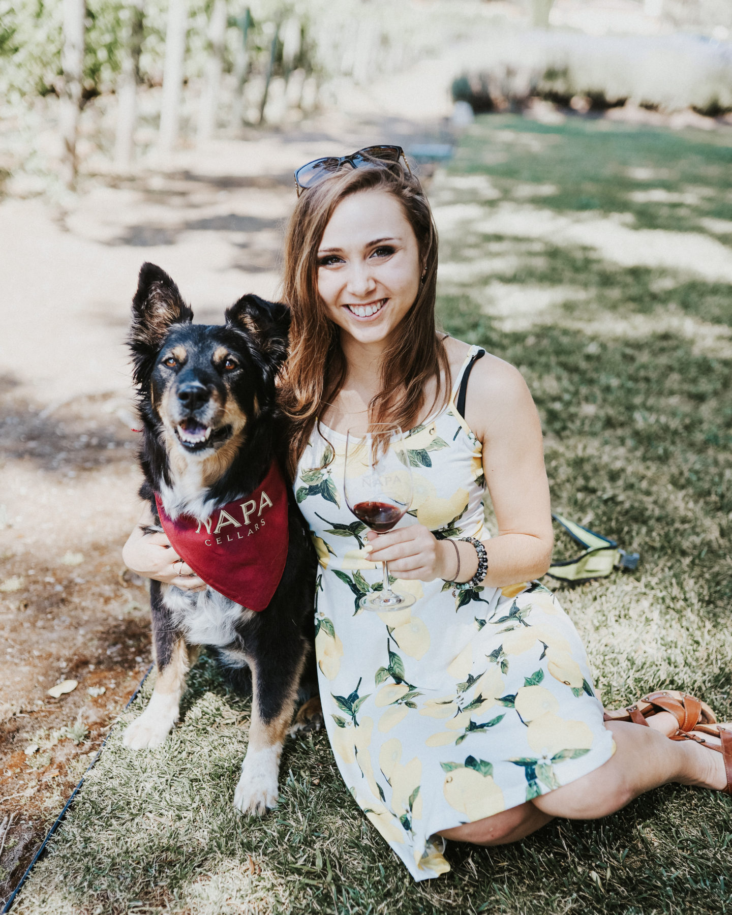 The Best Dog-Friendly Napa Wineries