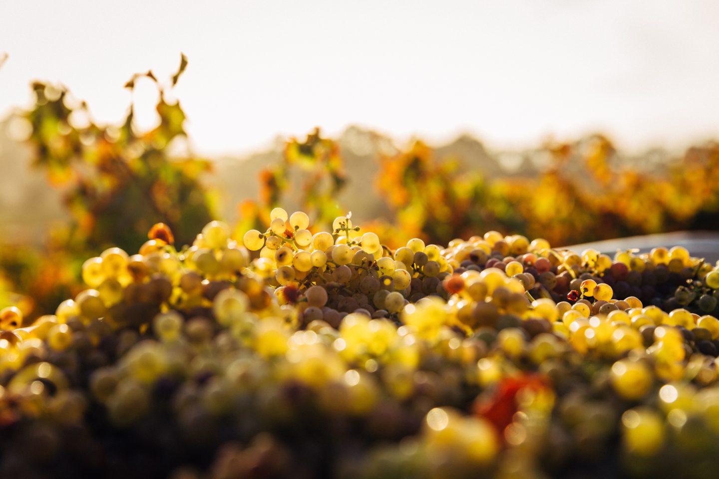 a picture of grape clusters, used for a blog post about winery marketing