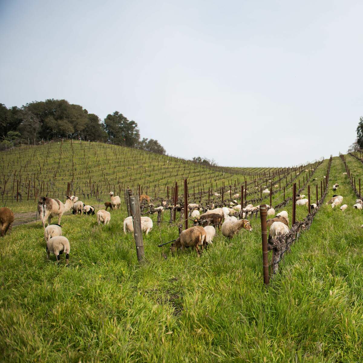 sheep in a field at Tablas Creek Winery