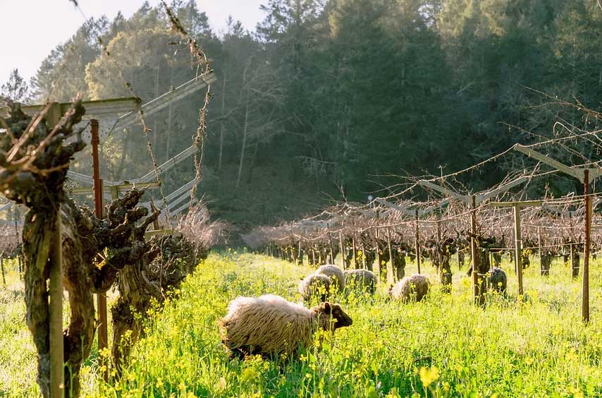 Sheep in the vineyard at Tres Sabores winery in Napa Valley