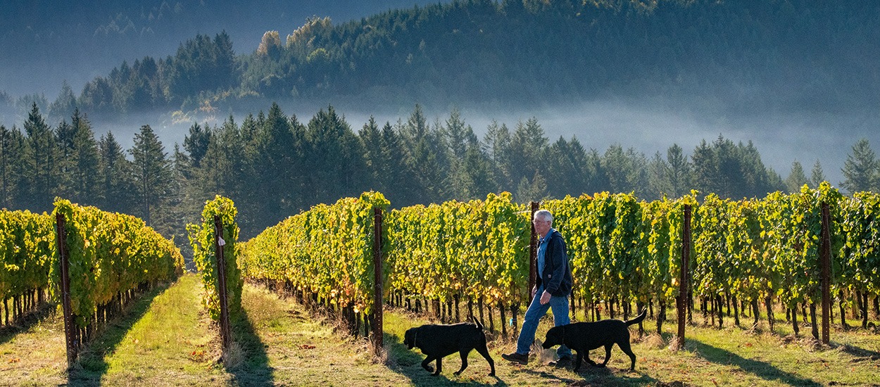 Fairsing Vineyard in Willamette Valley