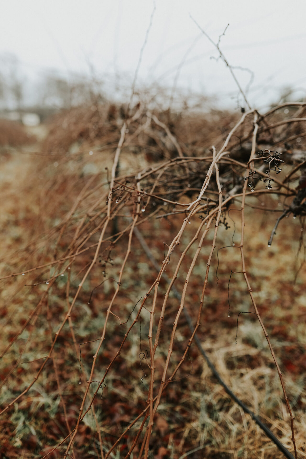 Alabama Vineyards - Fruithurst Winery