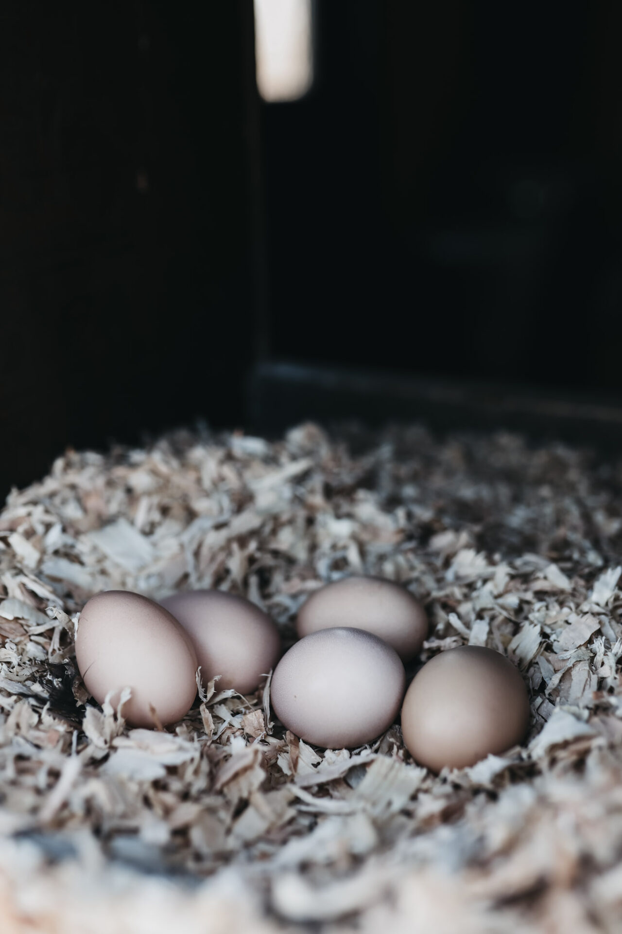 Fresh laid chicken eggs at Wheeler Farms