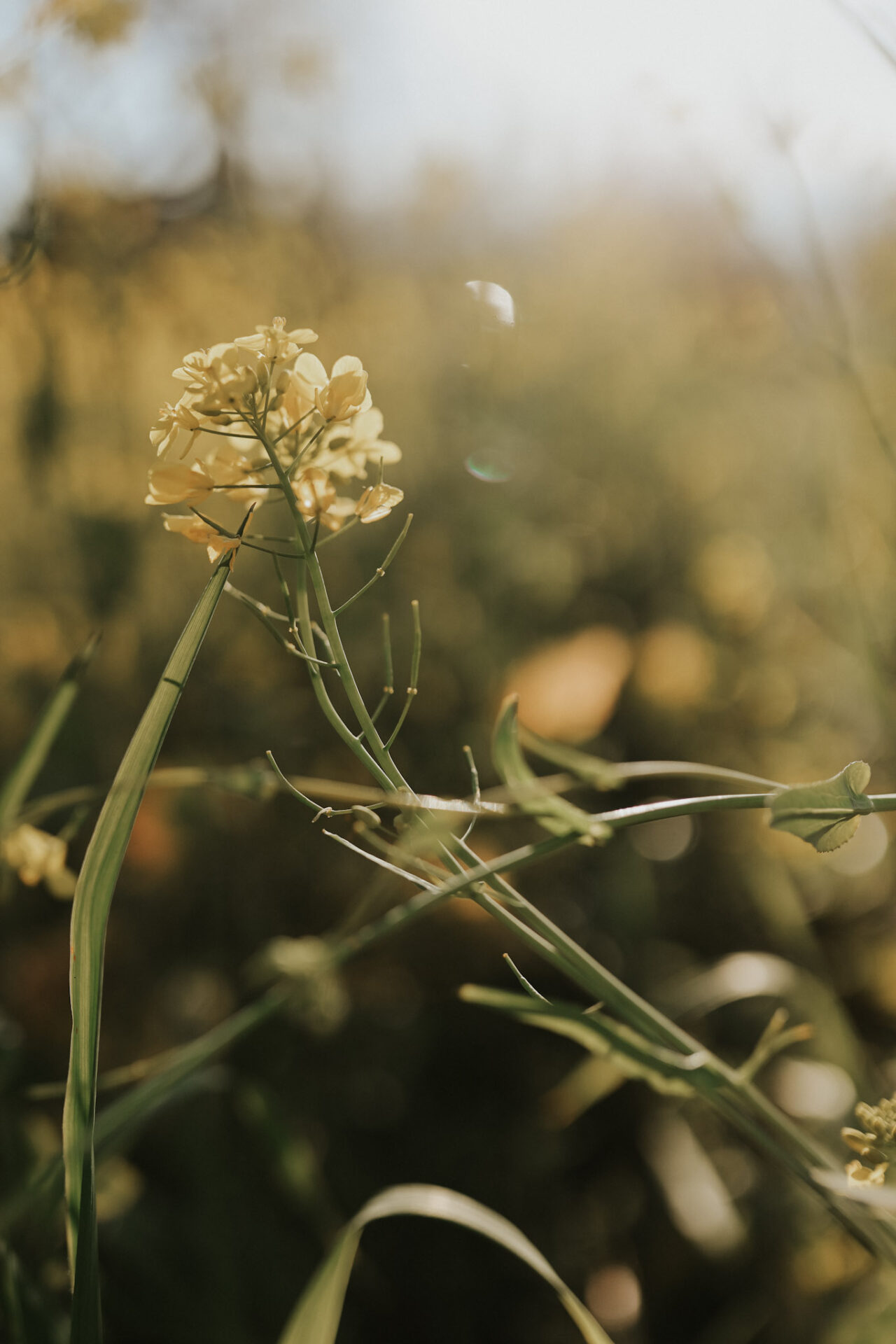 Mustard flowers in a napa vineyard