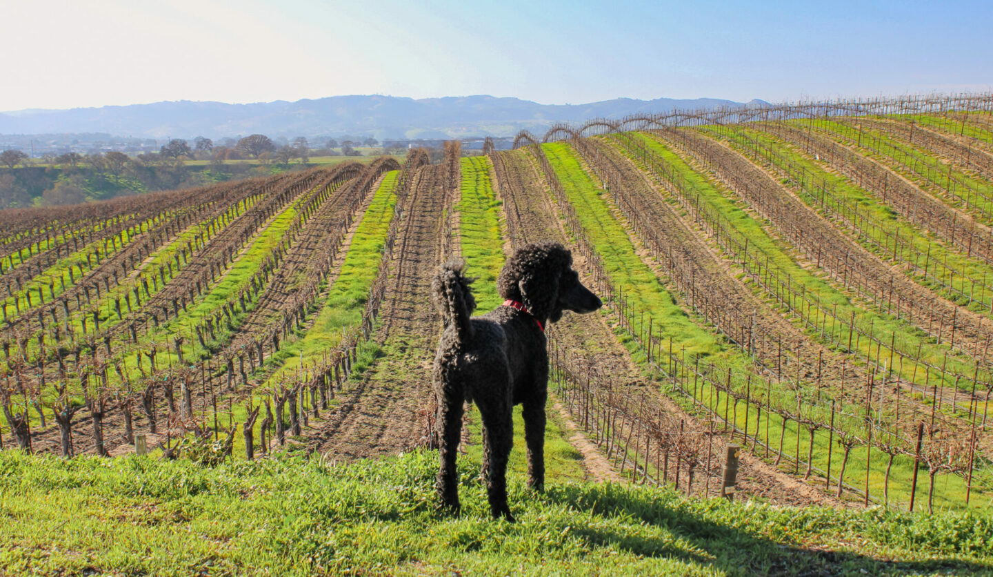 a dog standing in the vineyard of Eberle Winery, a dog-friendly winery in Paso Robles