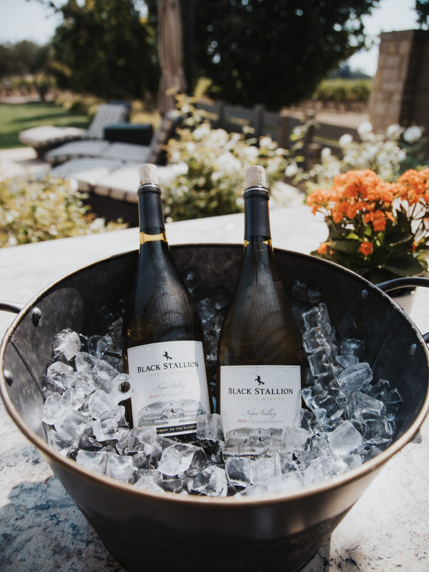 Wine in an ice bucket