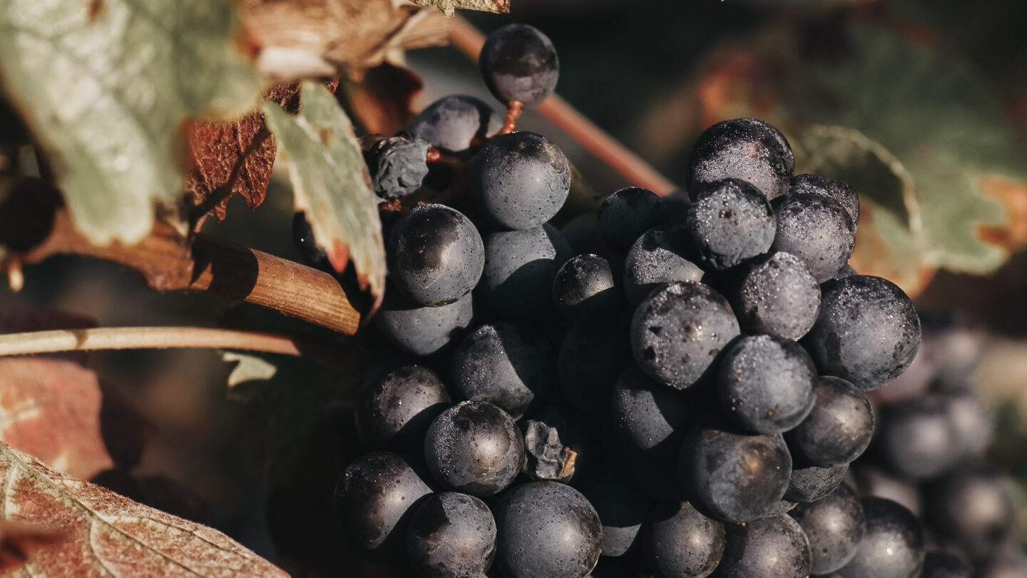 Gamay Noir grapes