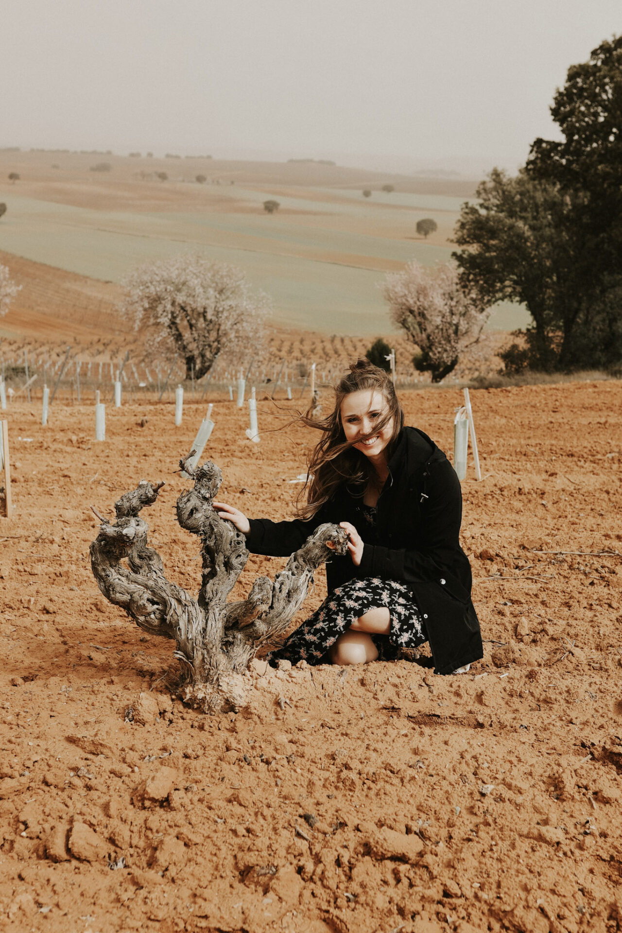 Old vine in Ribera del Duero vineyard