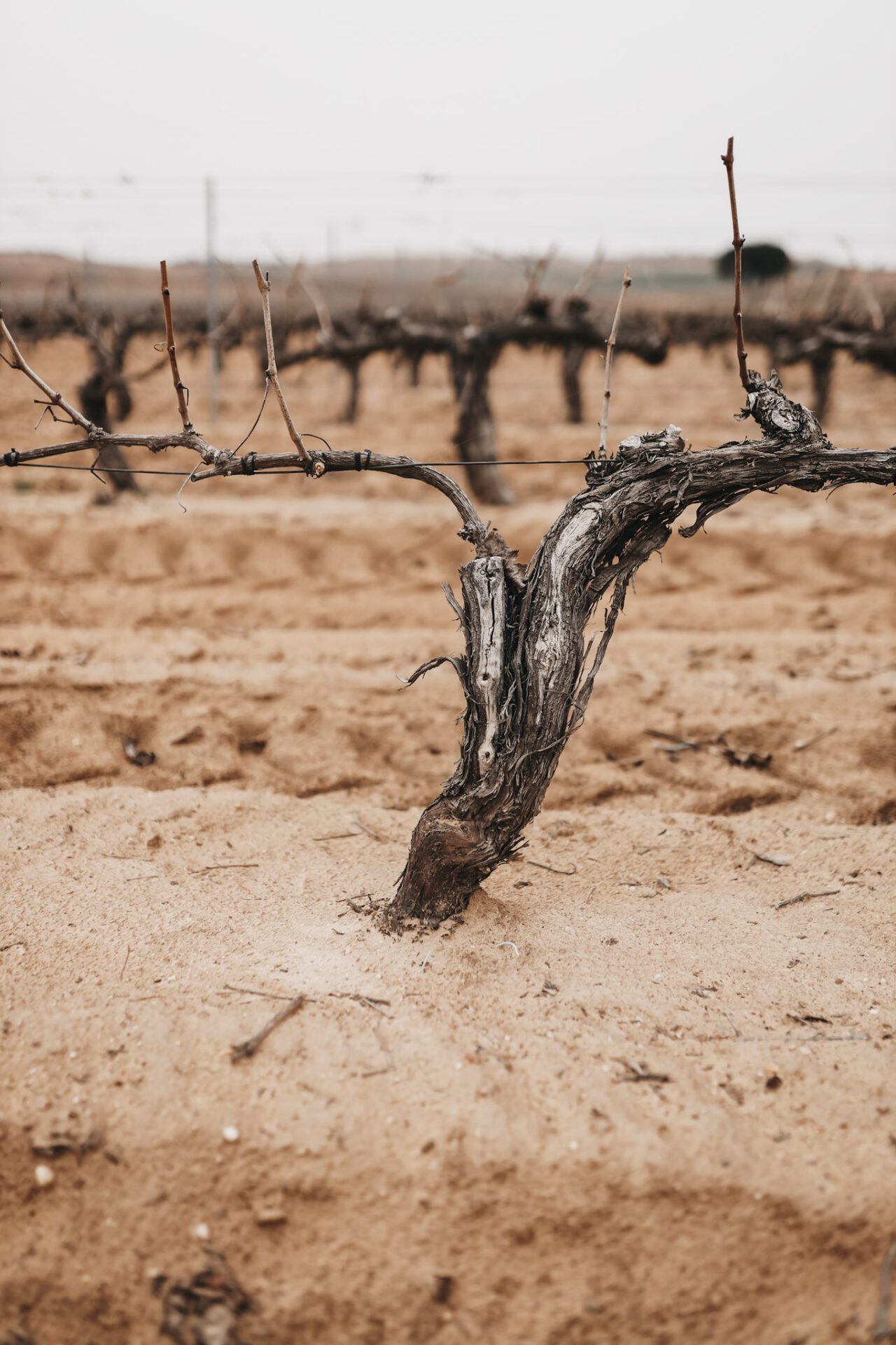 Vine in sandy soil in Ribera del Duero