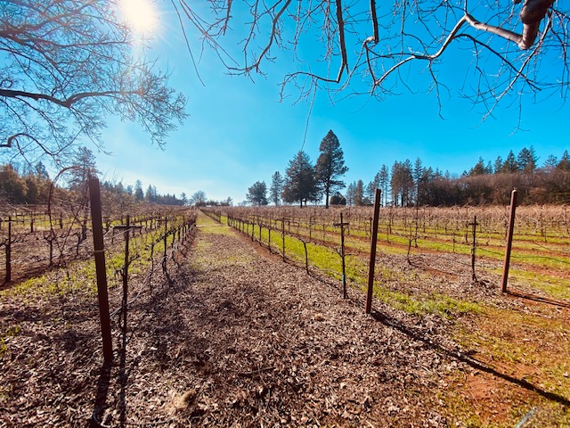 The vineyard for Red Thread Wines