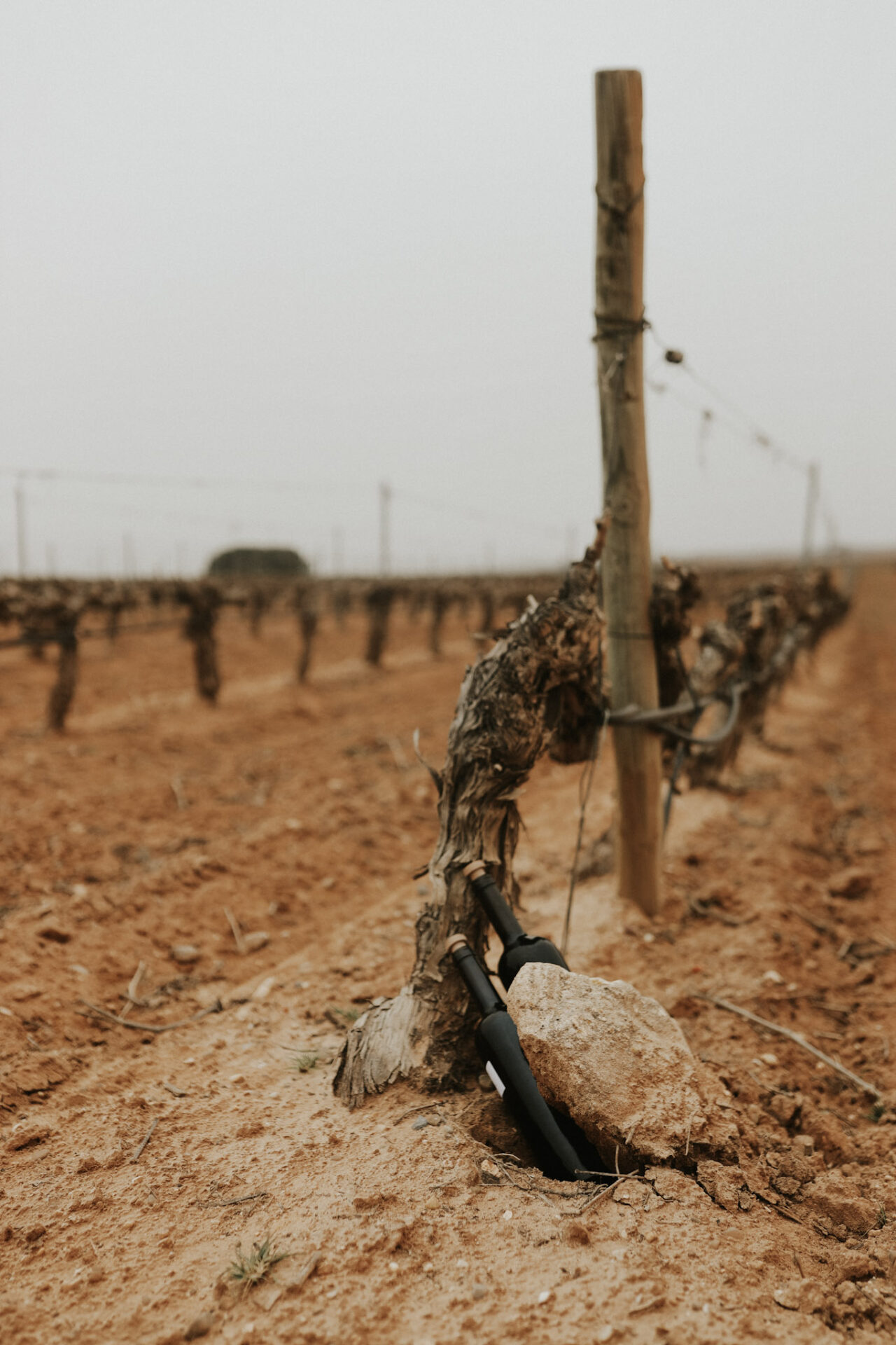 Finca La Capilla vineyards