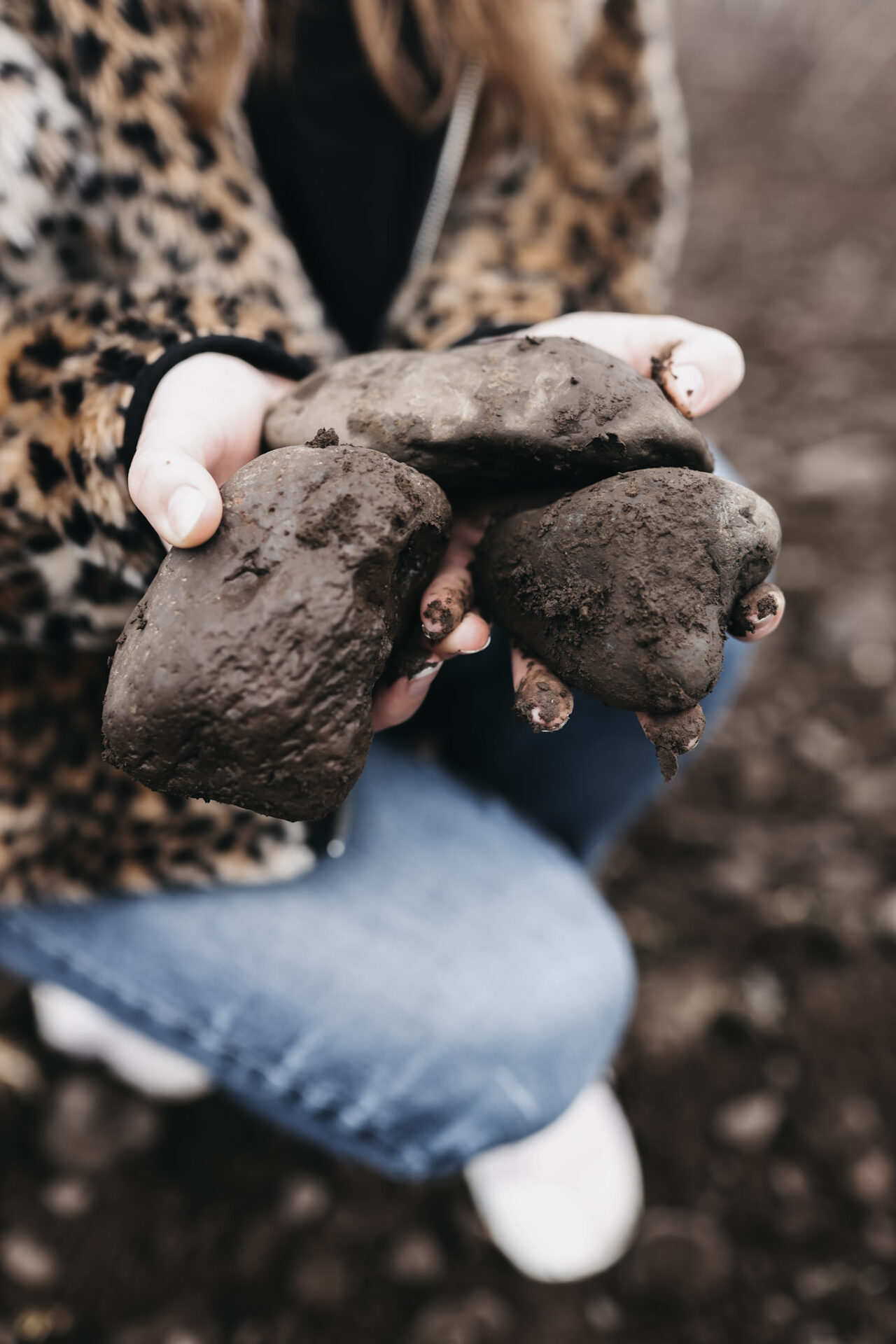 Hands holding rocks from the vineyards in the rocks district of Walla Walla