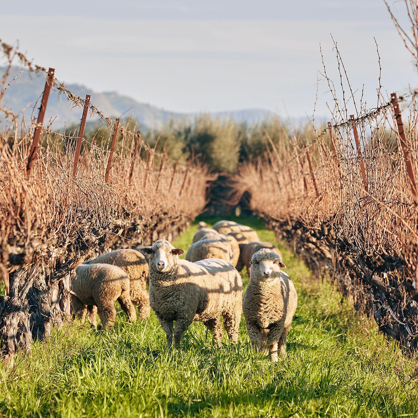 Sheep in the Vineyard of Honig Winery