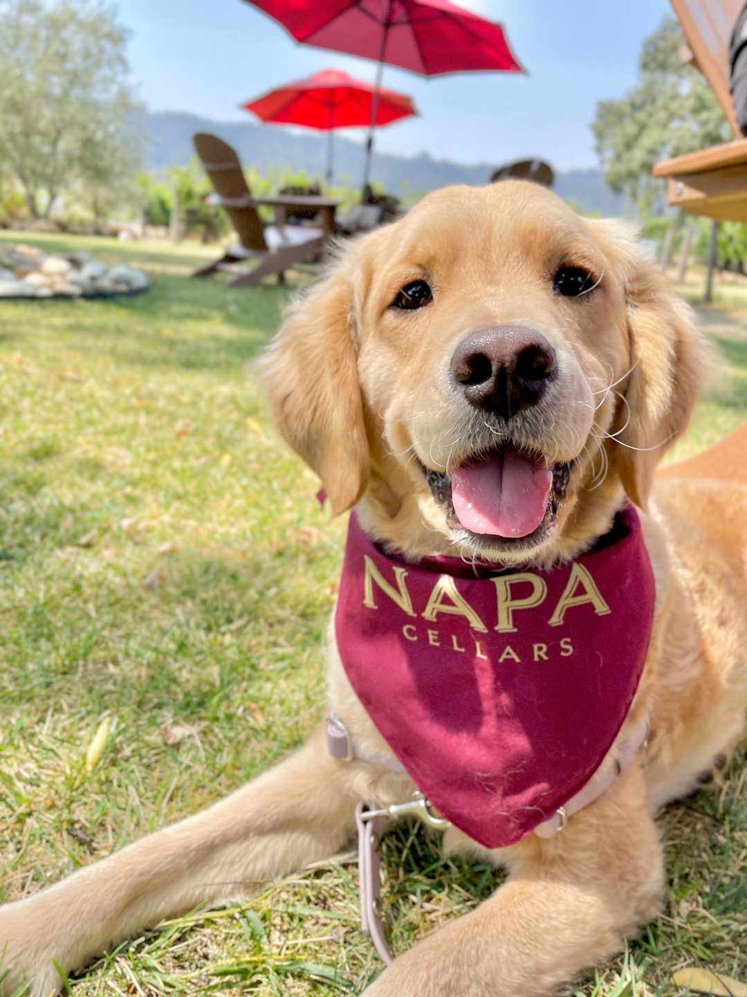 A dog at Napa Cellars; a great place to have a picnic in Napa