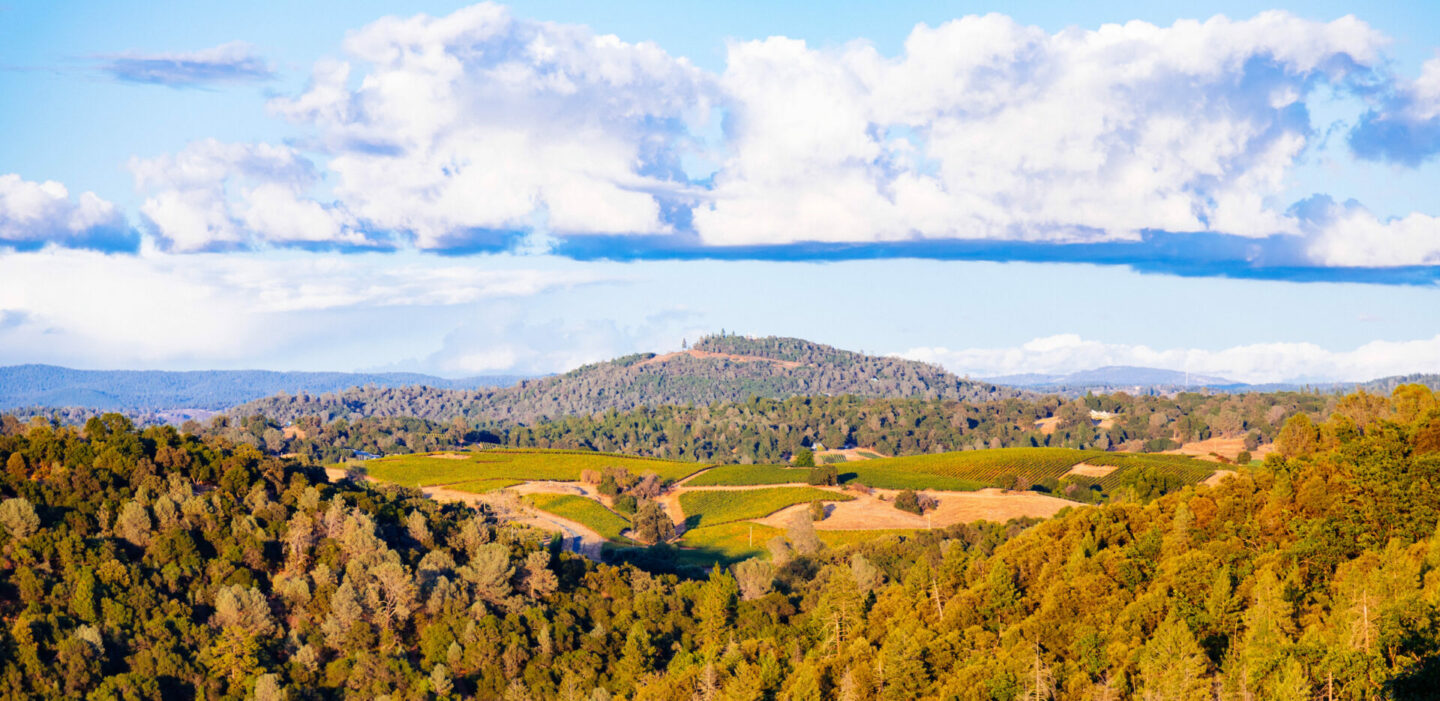 Rombauer Vineyards in Napa