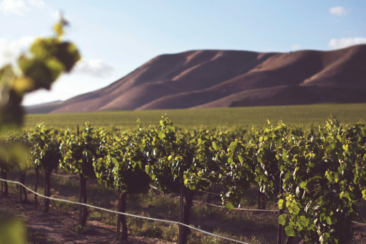 A vineyard for Sauvignon Blanc