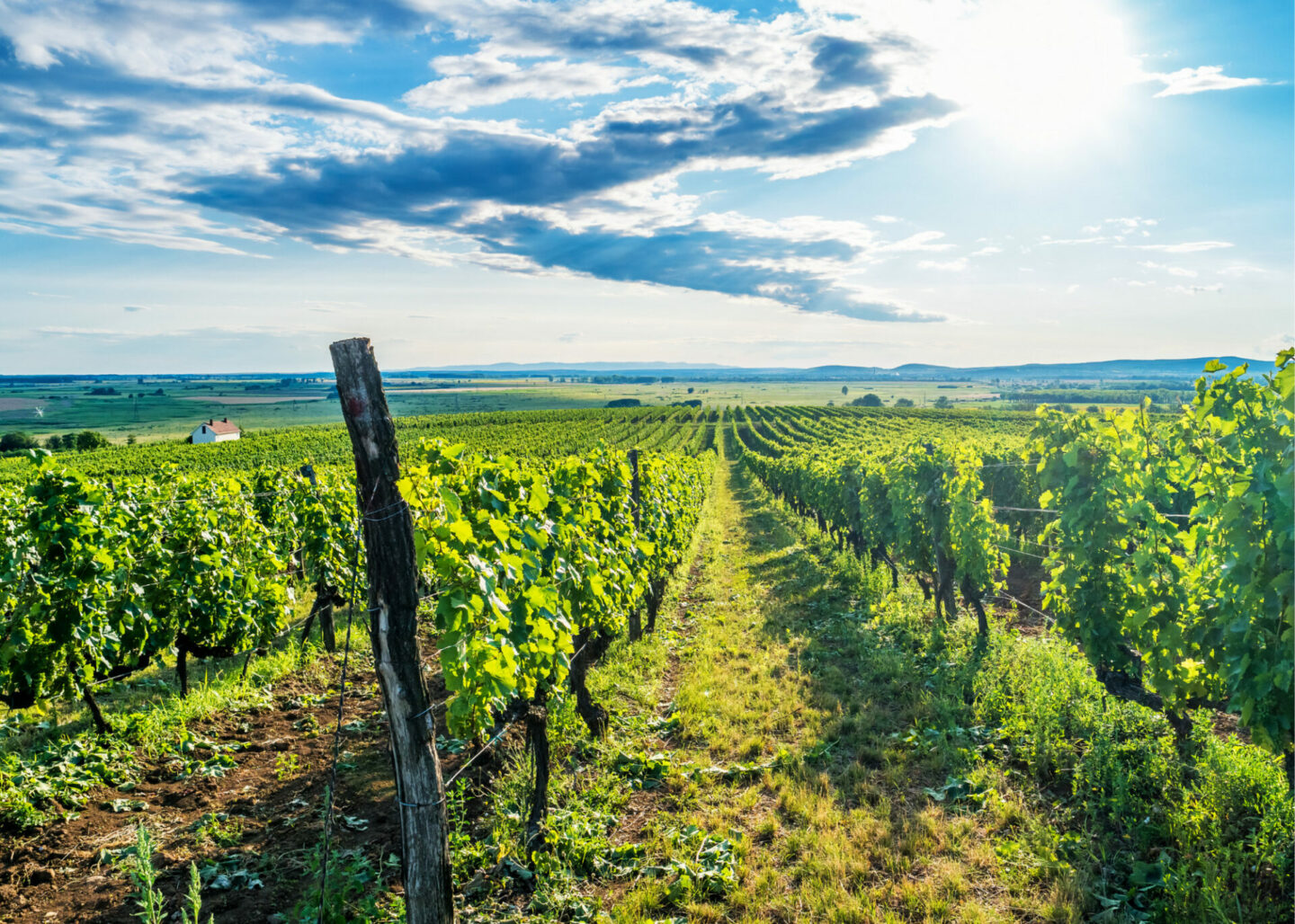 Tokaj wine vineyard