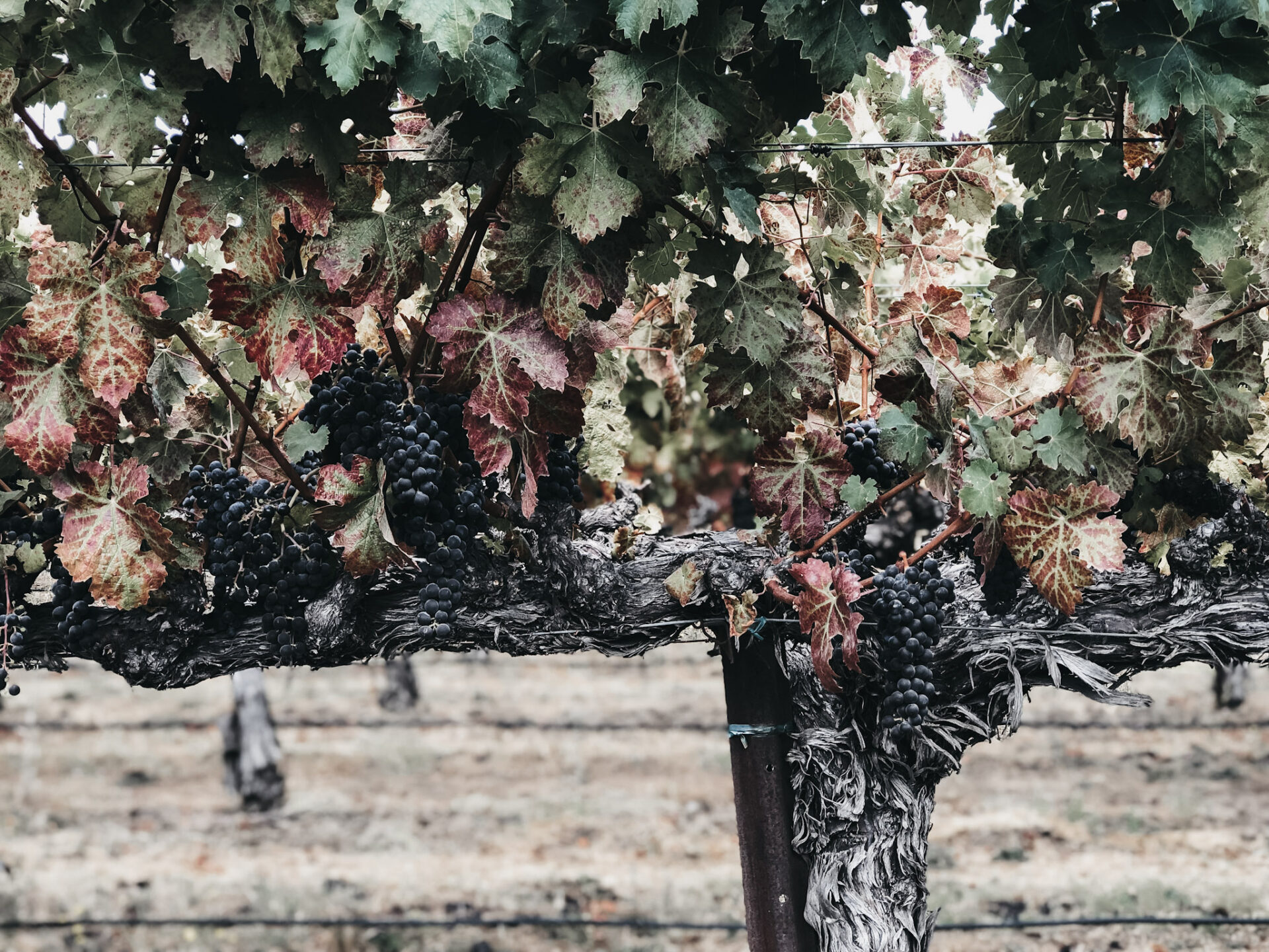 Black Owned Wineries You Should Know About Wine with Paige