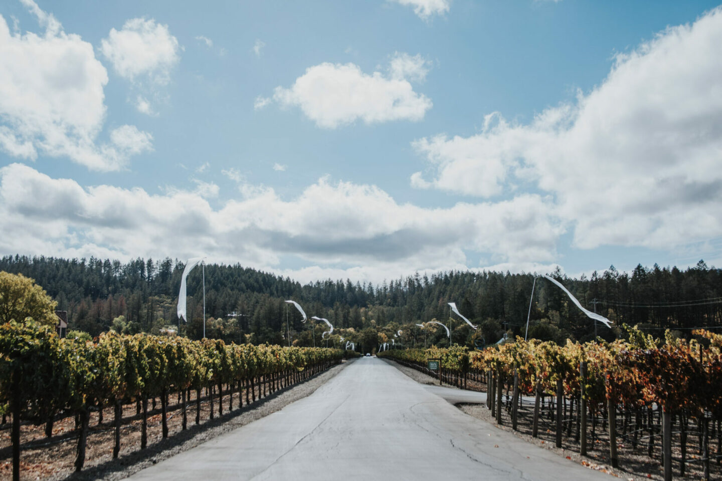 Black Owned Winery in Georgia