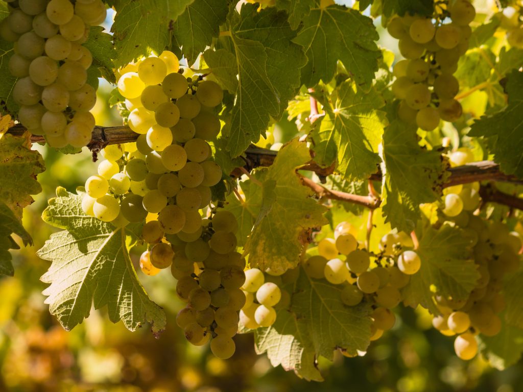 Sauvignon Blanc grape vines