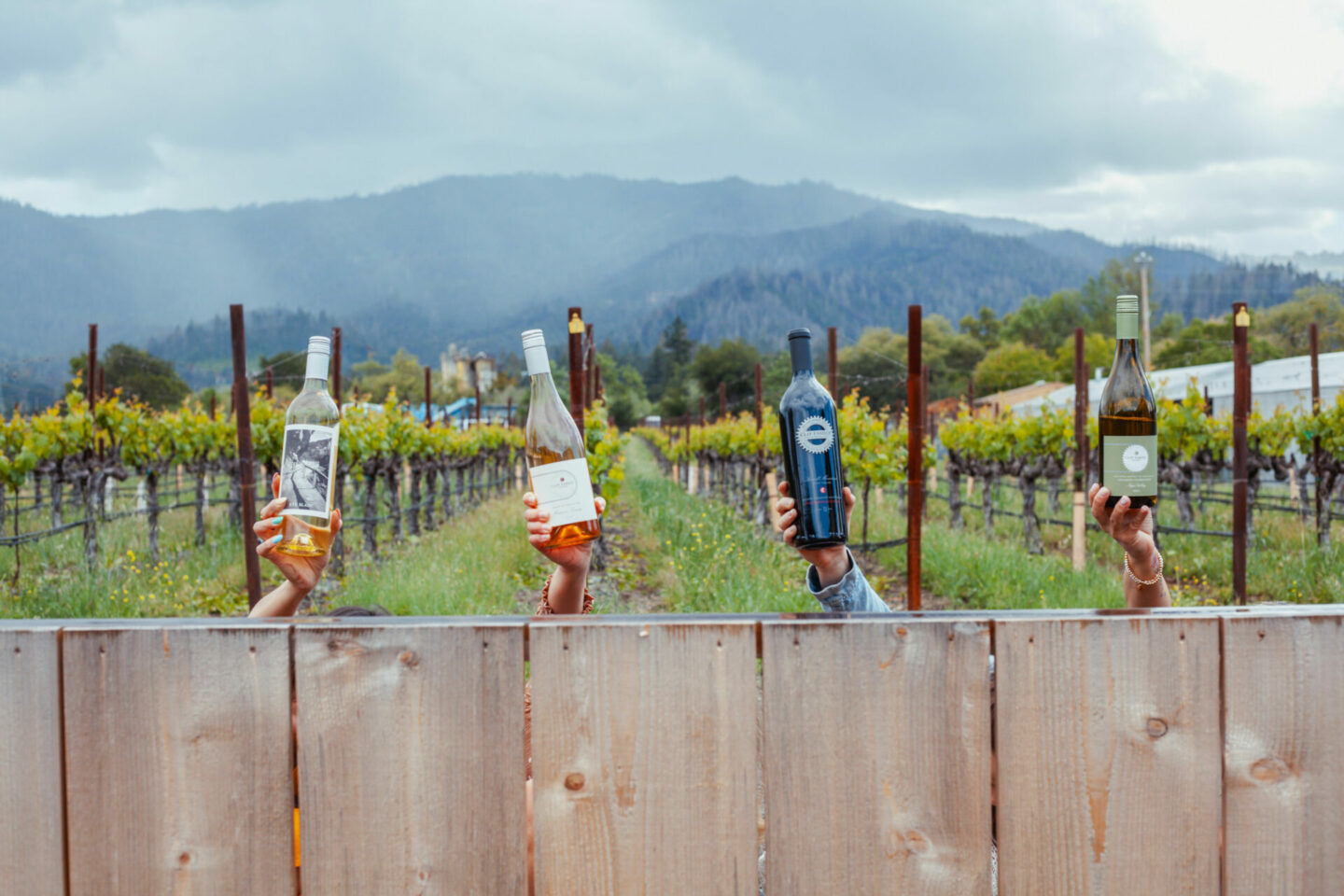 Clif Family WInes with Mayacama Mountain view and vineyards