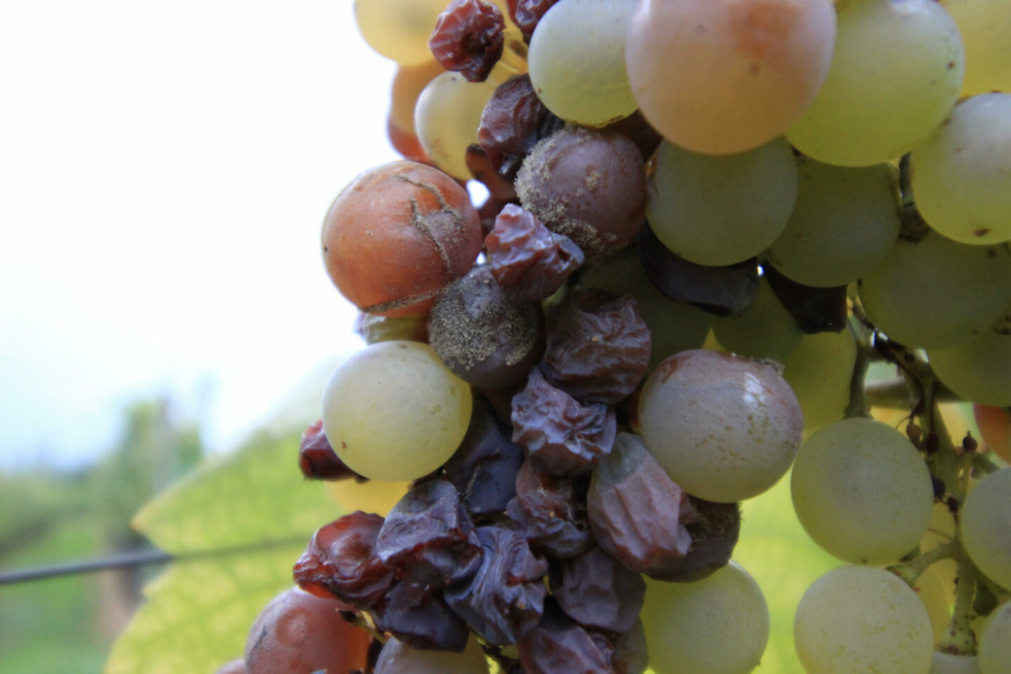 Botrytis grapes for Tokaji wine