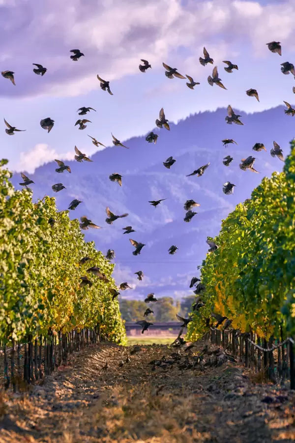 2Hawk Winery birds flying in southern oregon vineyard