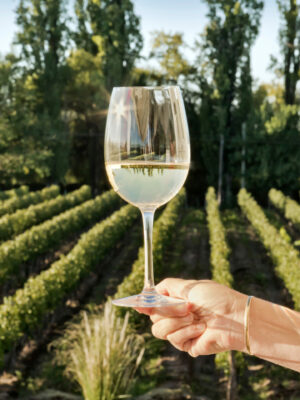 Sauvignon Blanc vs Pinot Grigio - A white wine glass is held by a woman's hand in front of a vineyard