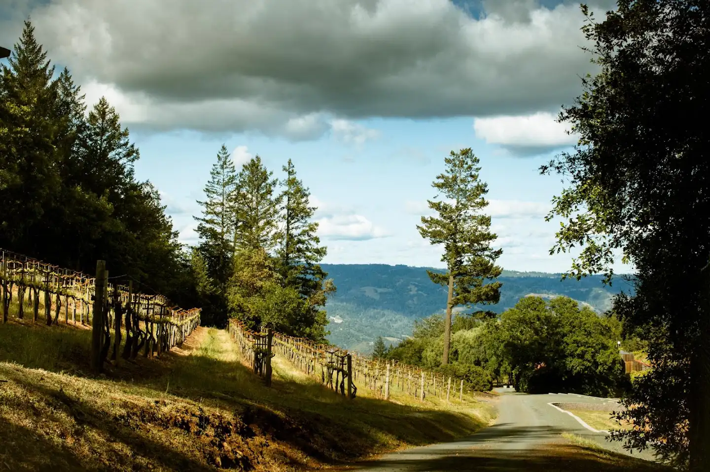 Smith Madrone Spring Mountain Wineries