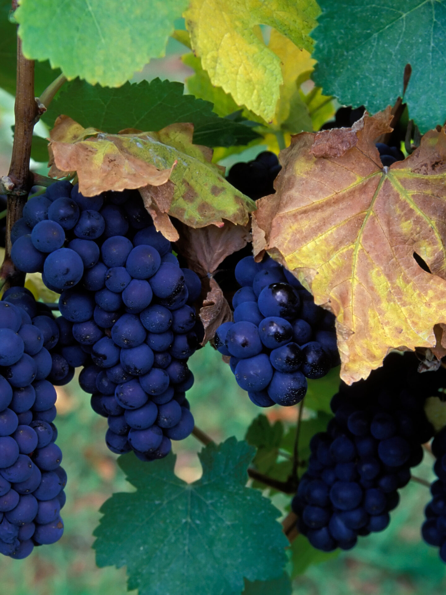 Pinot Noir Vines in Umpqua Valley