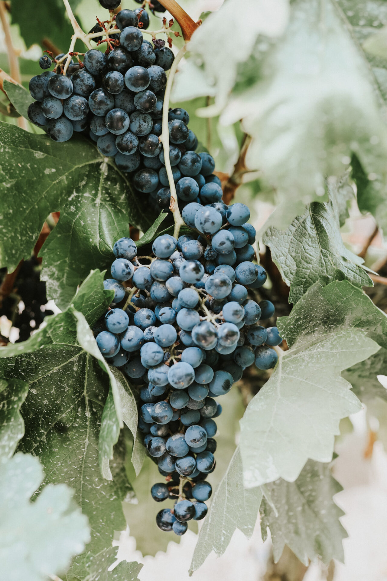 Tempranillo Vines in Rueda, Spain