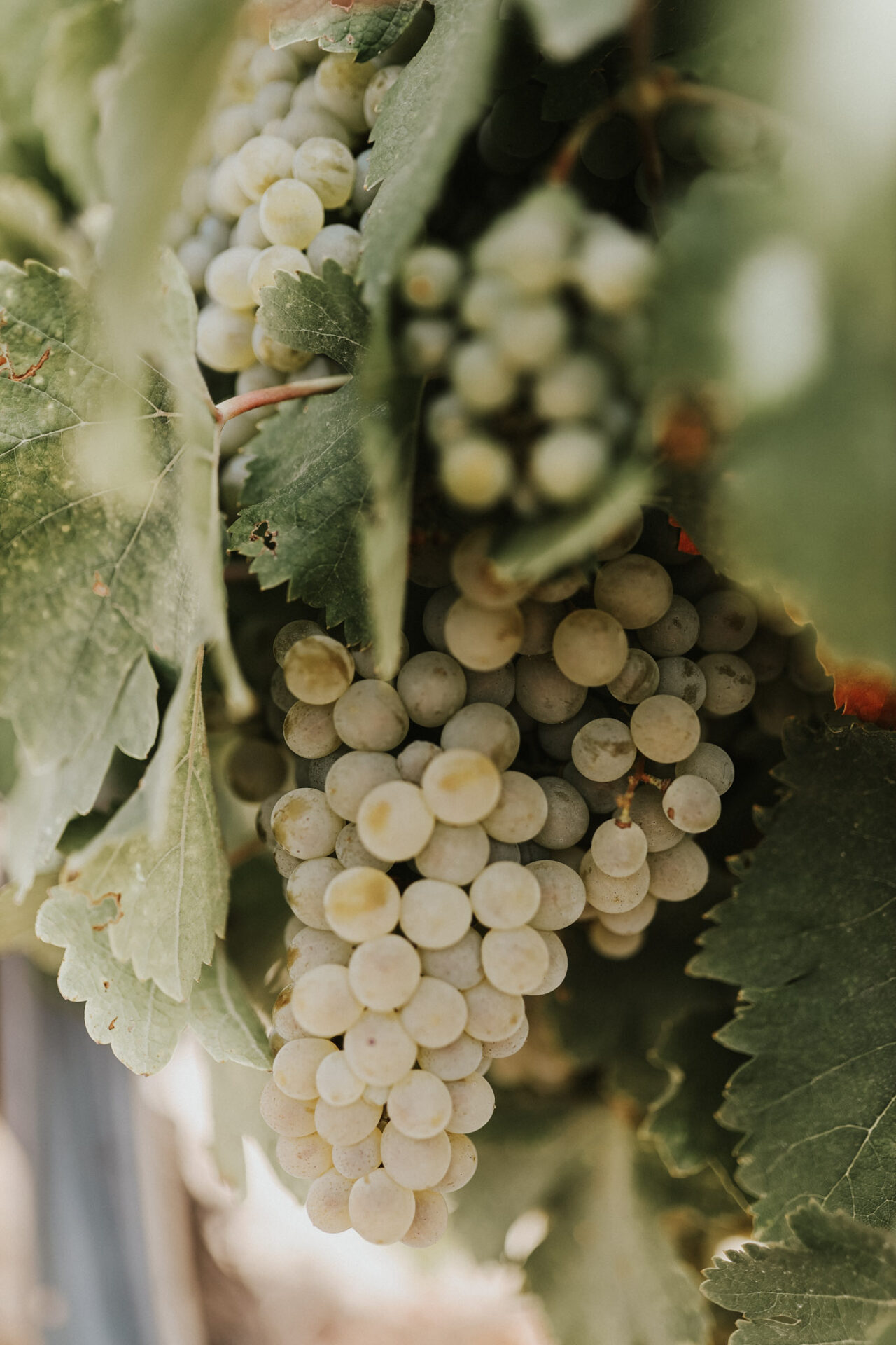 Verdejo Grapes hanging on Vine