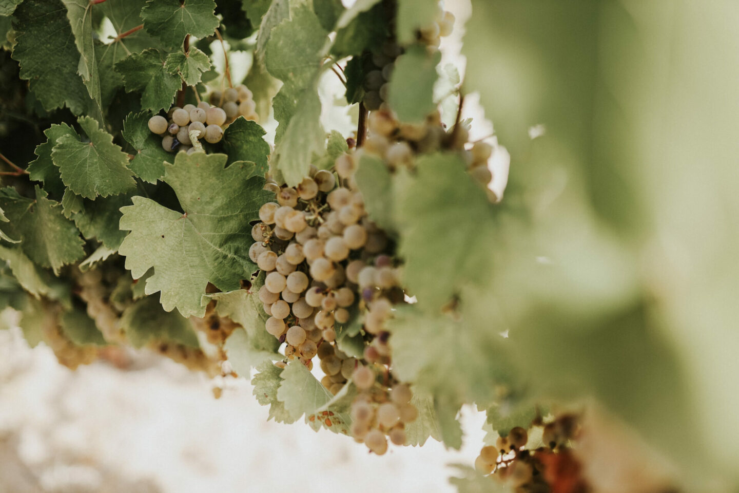 Verdejo Vines in Rueda, Spain