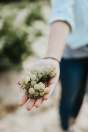 Rueda Wine grapes - Verdejo