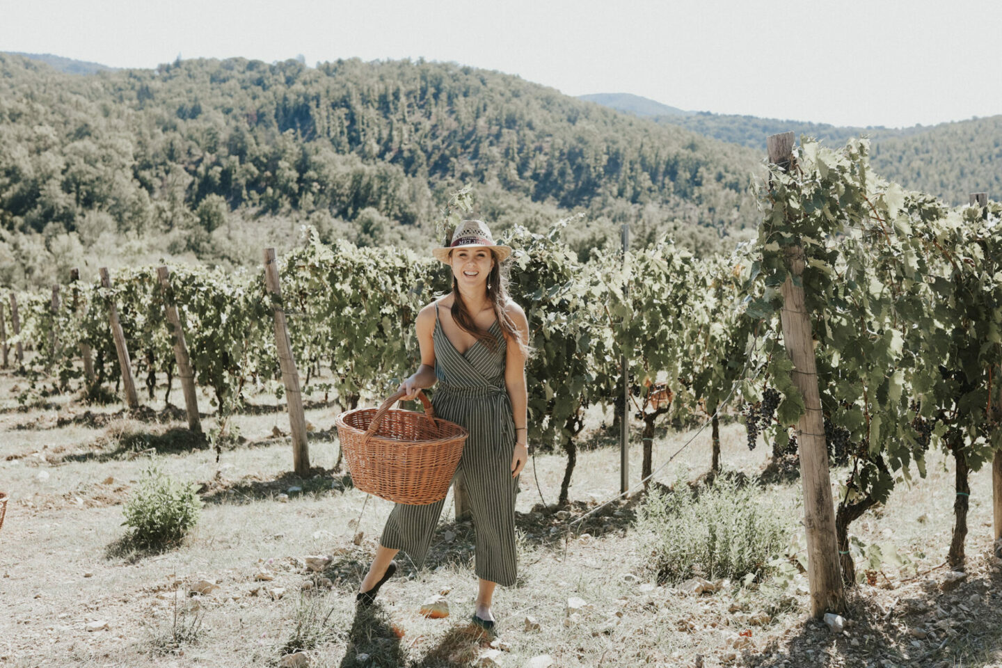 Paige harvesting Sangiovese grapes in the Chianti Classico region