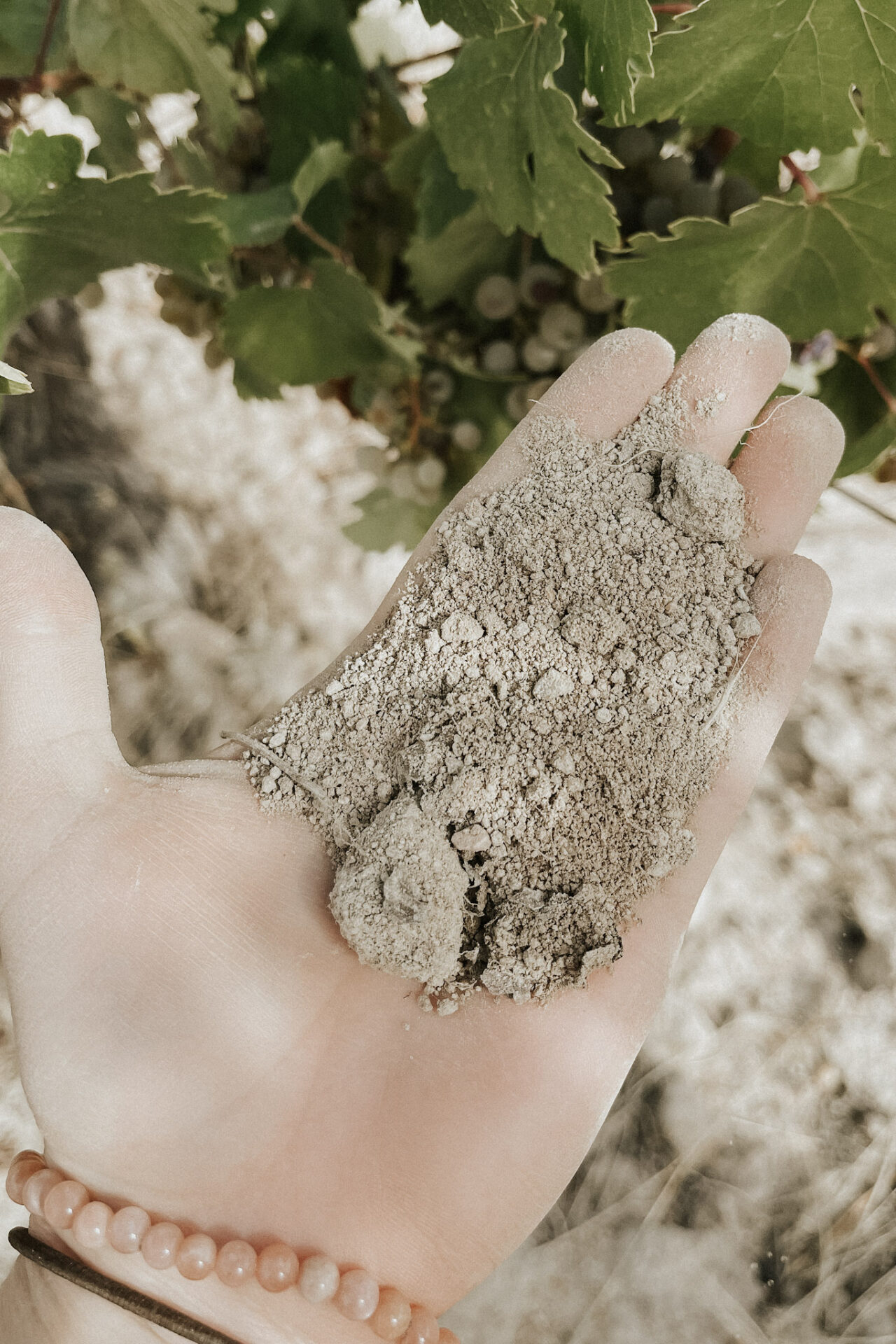 Sandy soils in Rueda Vineyard