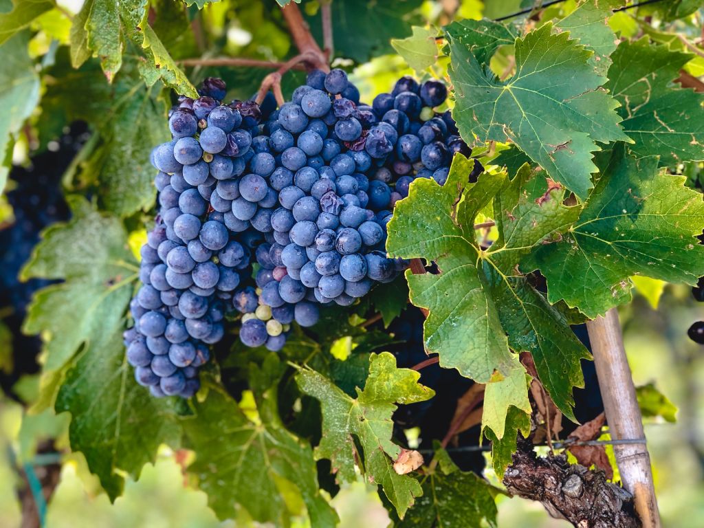 Sangiovese grapes in Chianti Classico
