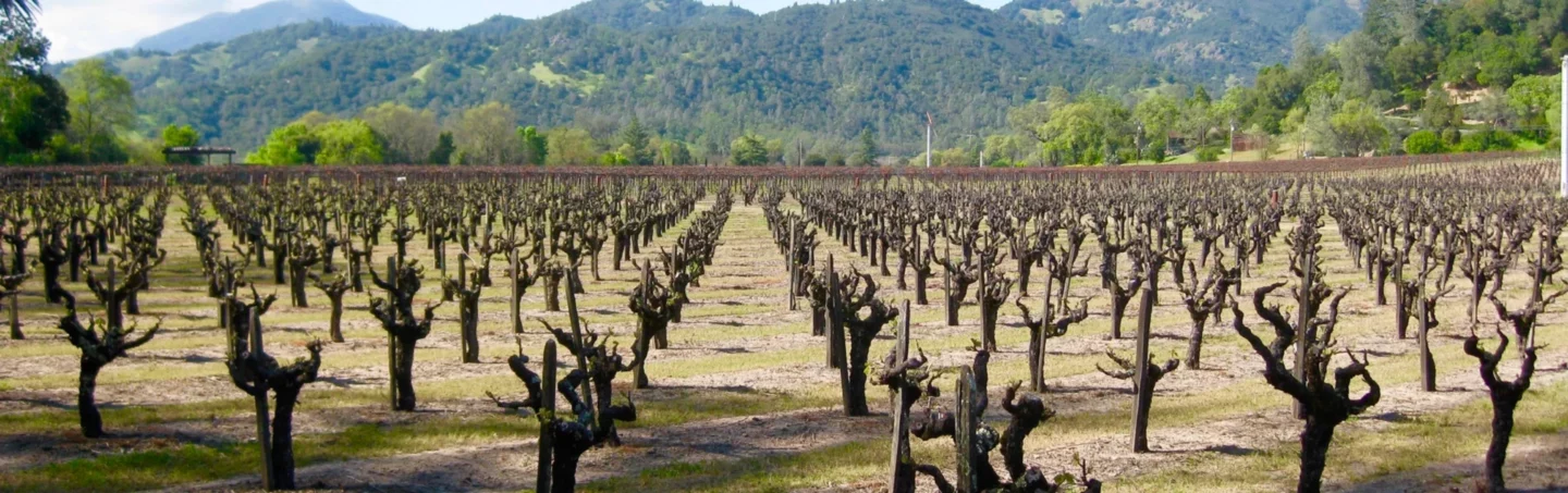 Canard Vineyard