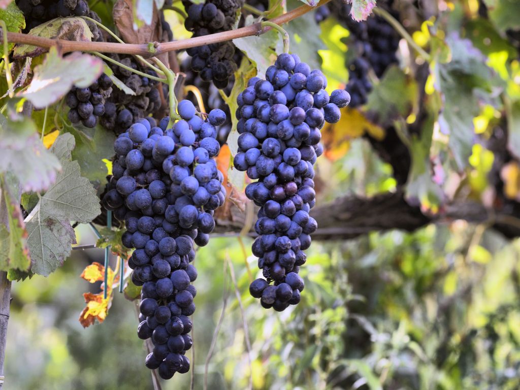 Merlot Grapes hanging on a vine
