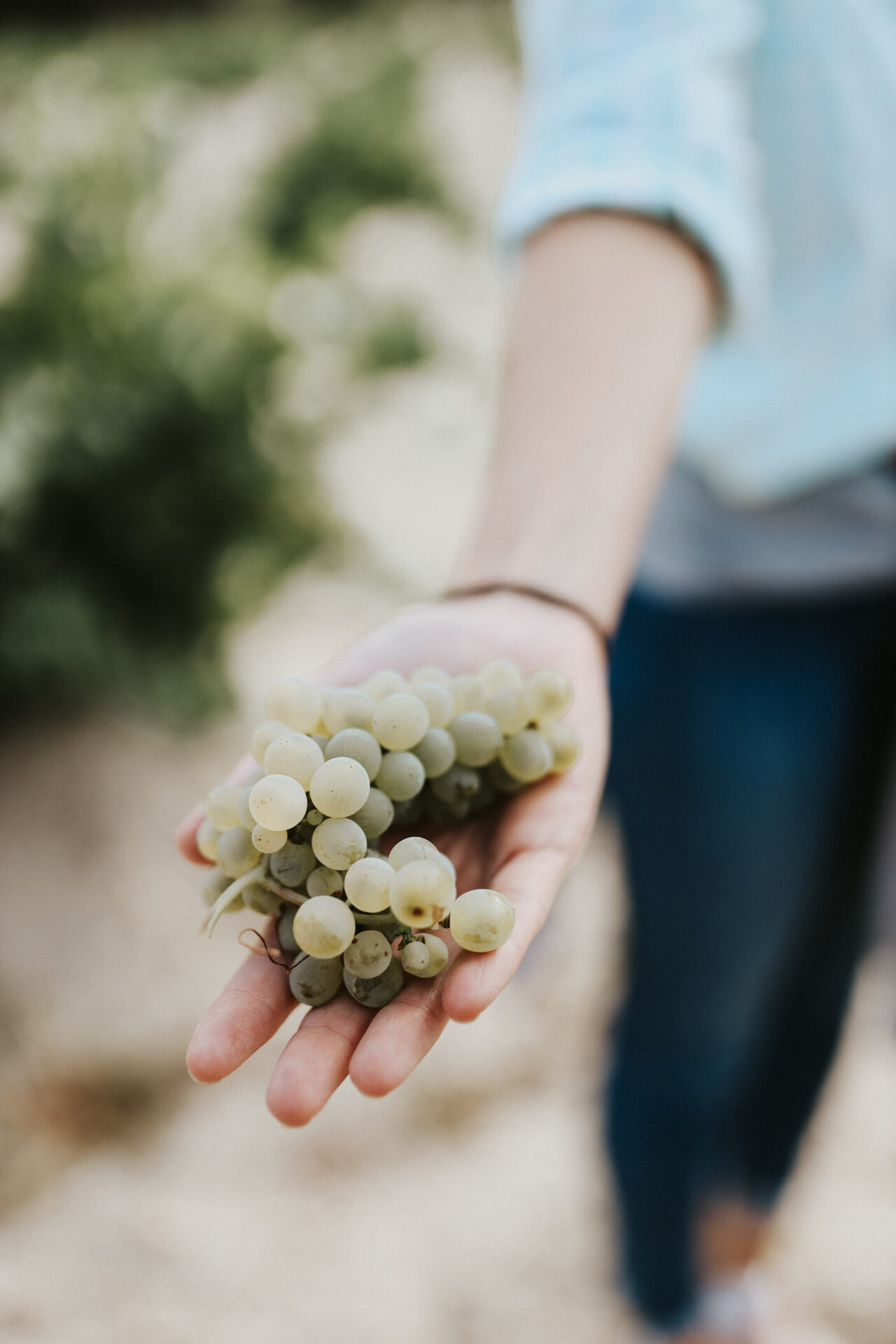 Bodegas Garciarévalo Verdejo Grapes in Rueda