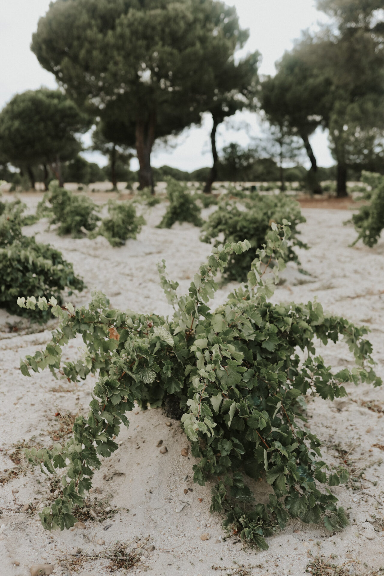 Old Vines at Bodegas Garciarévalo