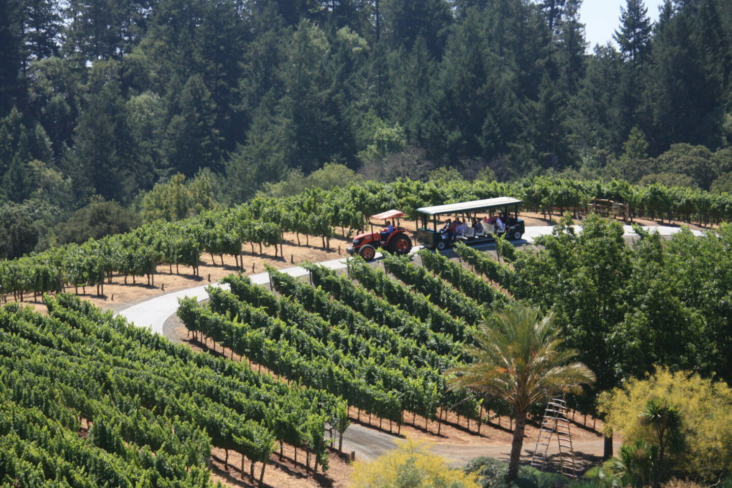 Benzinger Family Winery Tram Tour in Glen Ellen Vineyard