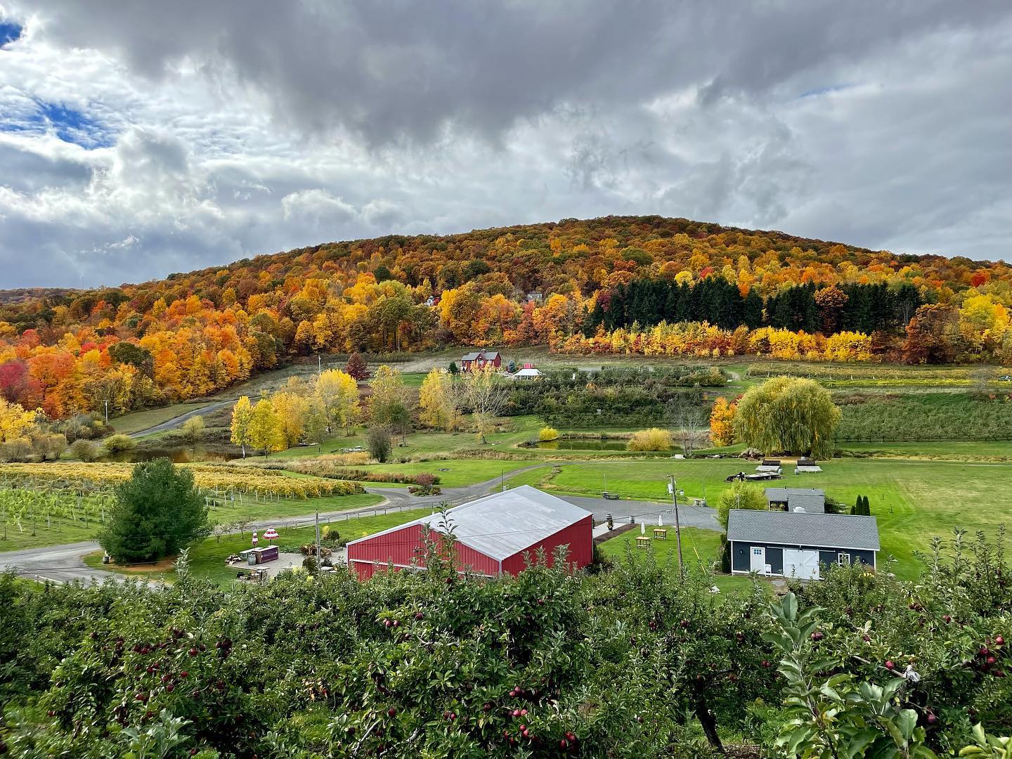 Scenic overview of vineyard