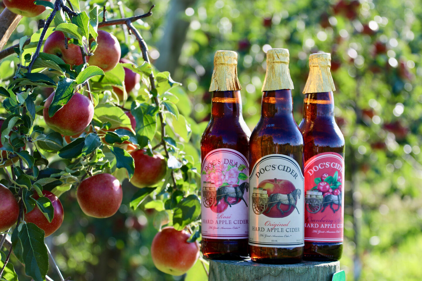 Three bottles of hard cider pictured in an apple orchard