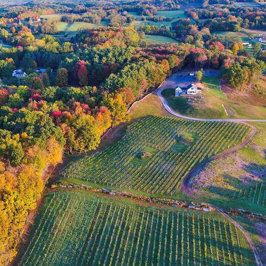 Aerial view of vineyard