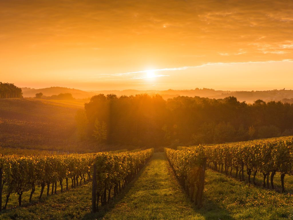 Sunset over Grillo vineyards in Sicily