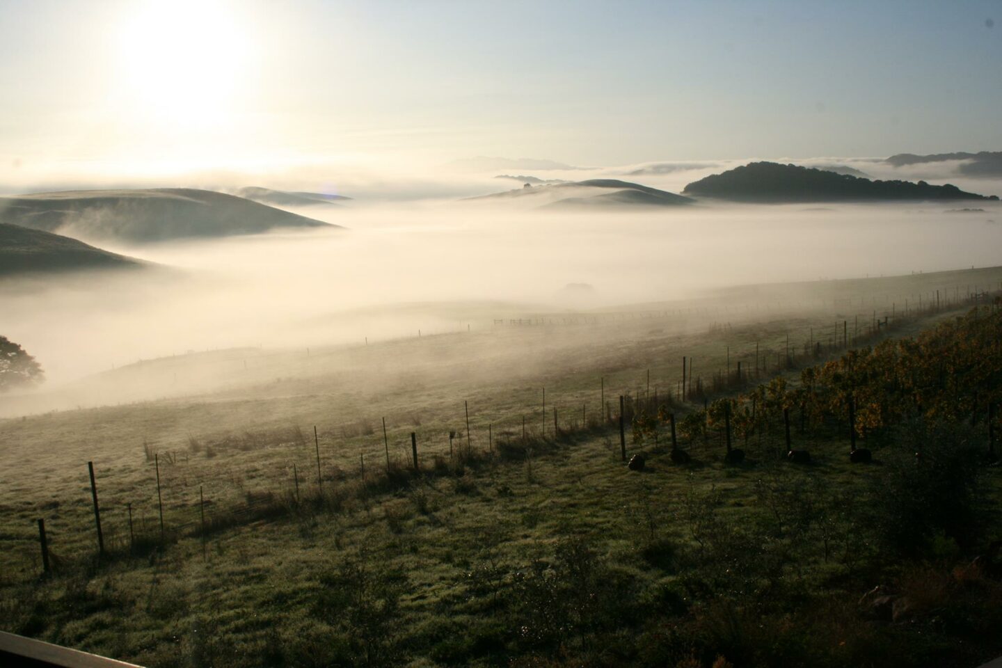 Vineyard covered in a layer of fog during sunrise